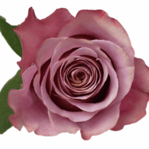 ROSE PURPLE MOON - 60 CM